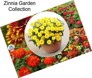 Zinnia Garden Collection