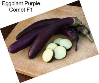 Eggplant Purple Comet F1
