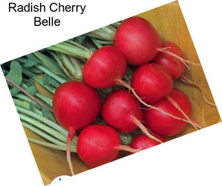 Radish Cherry Belle