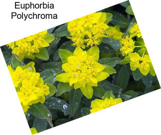 Euphorbia Polychroma