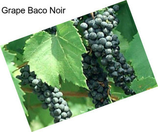 Grape Baco Noir