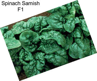Spinach Samish F1