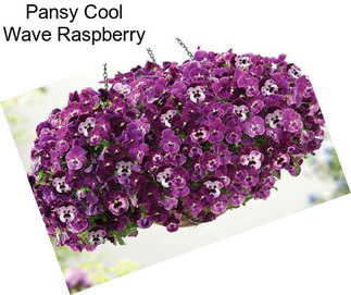 Pansy Cool Wave Raspberry