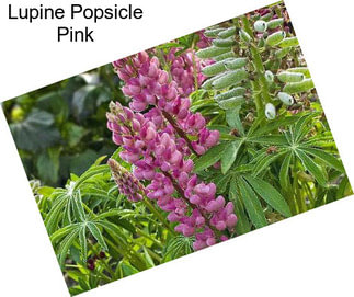 Lupine Popsicle Pink