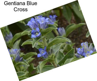 Gentiana Blue Cross