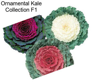 Ornamental Kale Collection F1