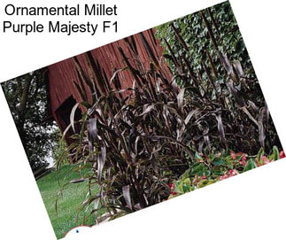 Ornamental Millet Purple Majesty F1