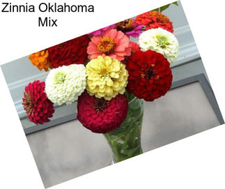 Zinnia Oklahoma Mix