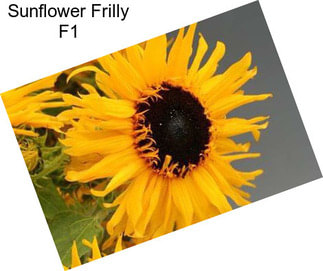 Sunflower Frilly F1