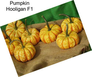 Pumpkin Hooligan F1