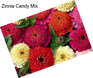 Zinnia Candy Mix