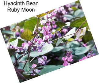 Hyacinth Bean Ruby Moon