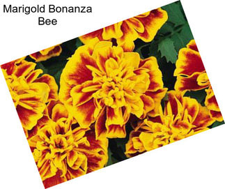 Marigold Bonanza Bee