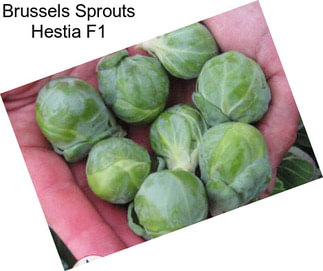 Brussels Sprouts Hestia F1