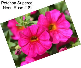 Petchoa Supercal Neon Rose (18)