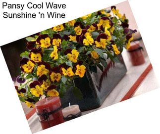 Pansy Cool Wave Sunshine \'n Wine
