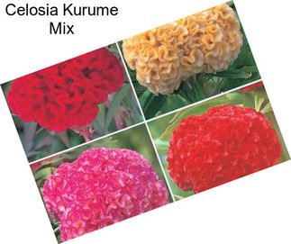 Celosia Kurume Mix