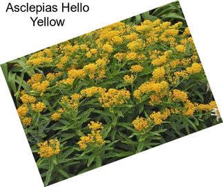 Asclepias Hello Yellow