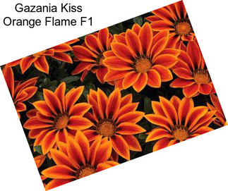 Gazania Kiss Orange Flame F1