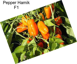 Pepper Hamik F1