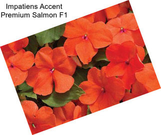 Impatiens Accent Premium Salmon F1