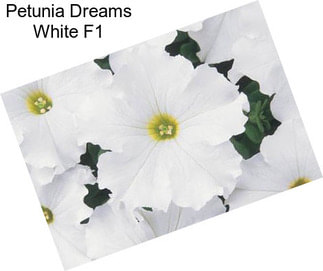 Petunia Dreams White F1