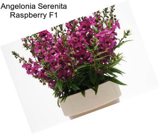 Angelonia Serenita Raspberry F1