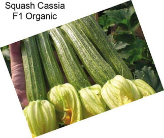 Squash Cassia F1 Organic