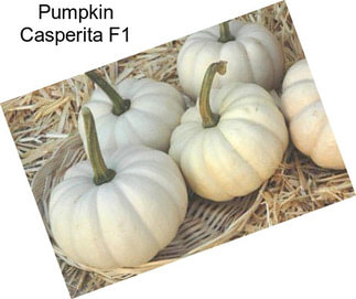 Pumpkin Casperita F1