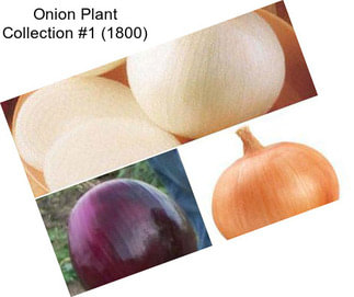 Onion Plant Collection #1 (1800)