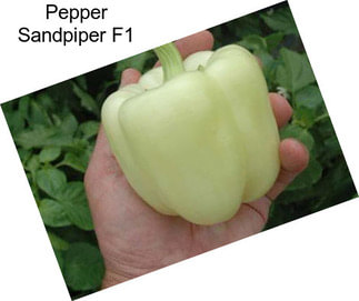 Pepper Sandpiper F1