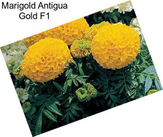 Marigold Antigua Gold F1