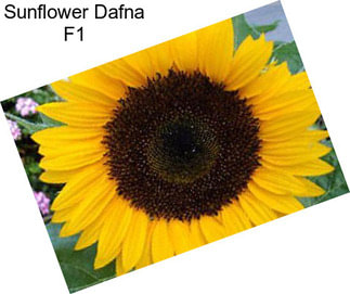 Sunflower Dafna F1