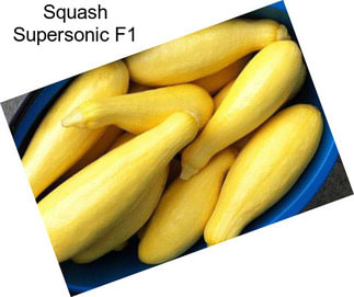 Squash Supersonic F1