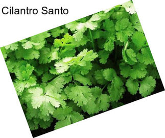 Cilantro Santo