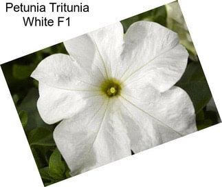 Petunia Tritunia White F1