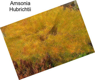 Amsonia Hubrichtii