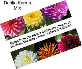 Dahlia Karma Mix