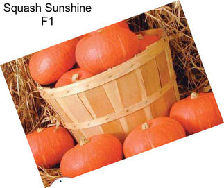 Squash Sunshine F1