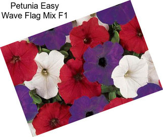 Petunia Easy Wave Flag Mix F1