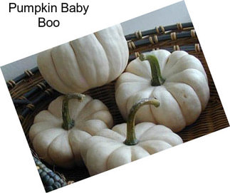 Pumpkin Baby Boo