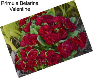 Primula Belarina Valentine