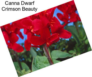 Canna Dwarf Crimson Beauty