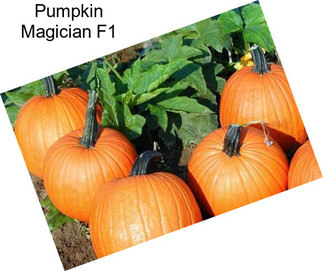 Pumpkin Magician F1