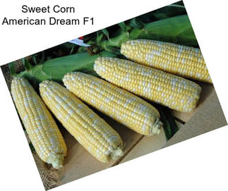 Sweet Corn American Dream F1