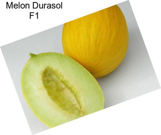 Melon Durasol F1