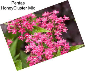 Pentas HoneyCluster Mix