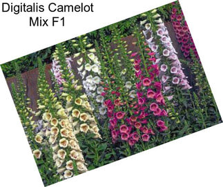 Digitalis Camelot Mix F1