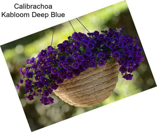 Calibrachoa Kabloom Deep Blue