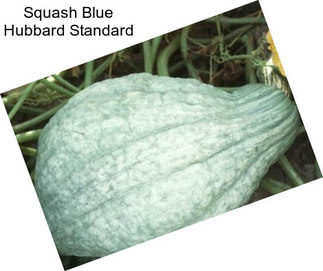 Squash Blue Hubbard Standard